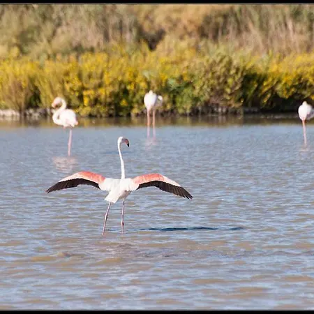 La Nanou'che 3* Le Cailar